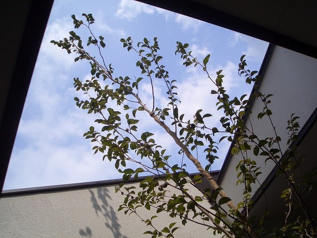 シンボルツリーの上を見上げると”空”が見えます。吹抜けになっています。